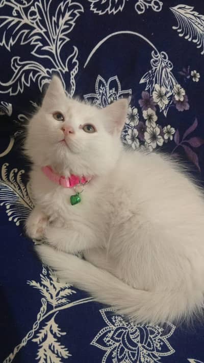 Persian Double coat Male cat for sale