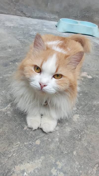 Persian (4 Cats , 3 females and a male with seven kittens)