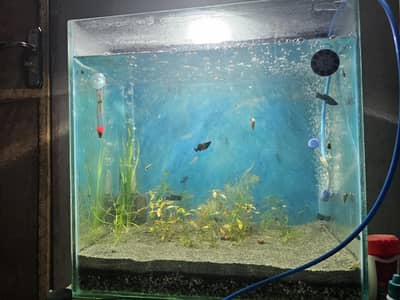 Planted aquarium for sale with Fishes