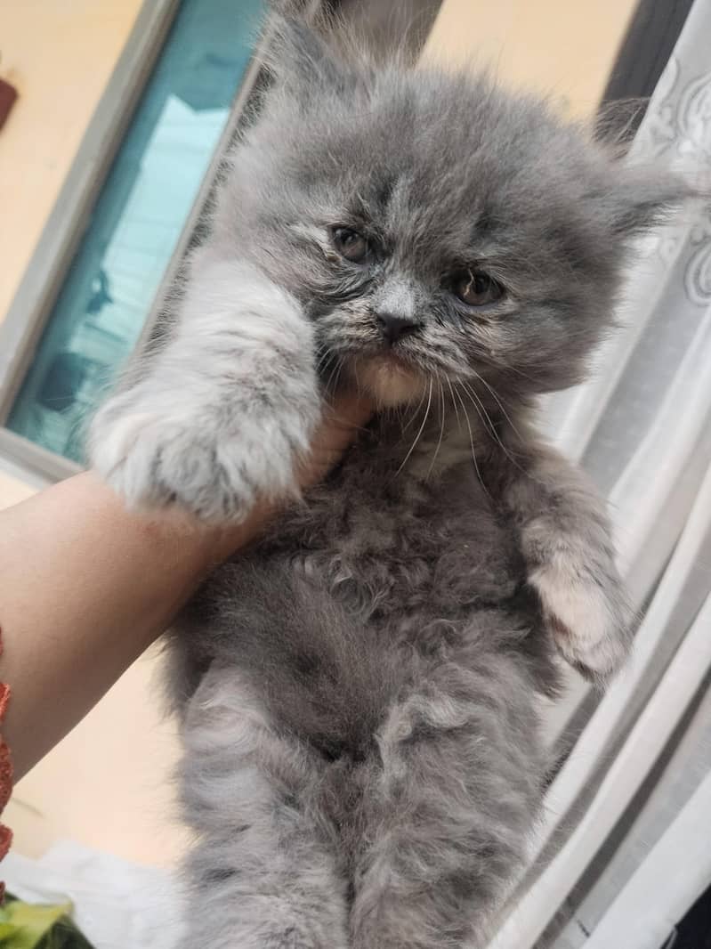 kitten 0