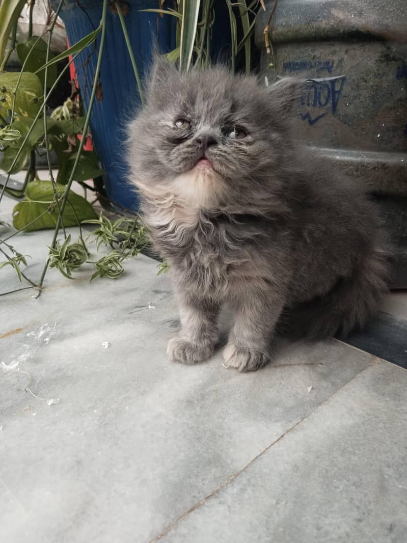 kitten 1
