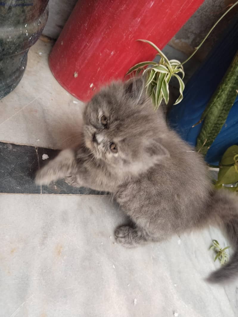 kitten 2