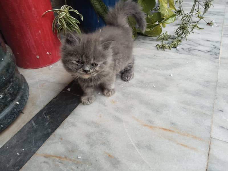 kitten 3