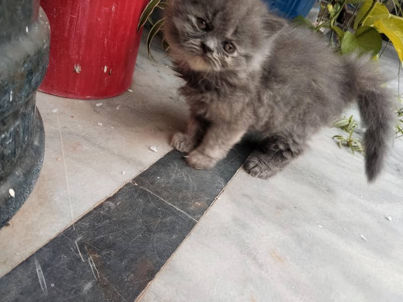 kitten 4