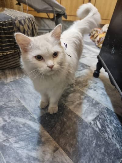 PERSIAN WHITE CAT