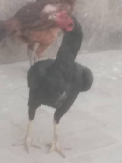 2 male