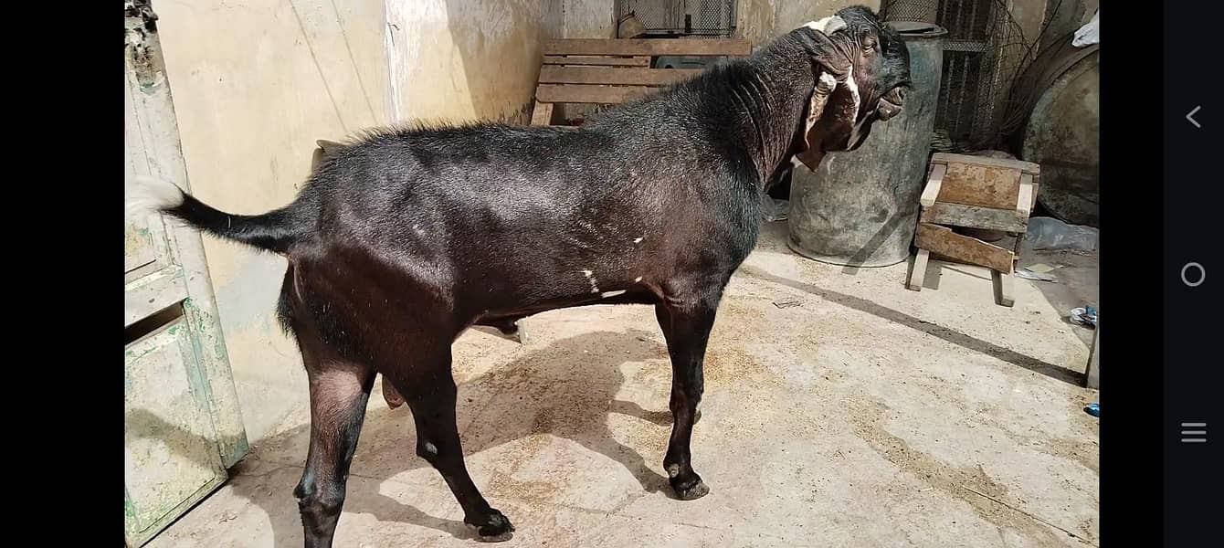 Bakra 0