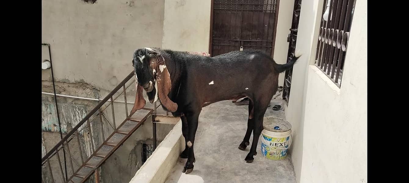 Bakra 1