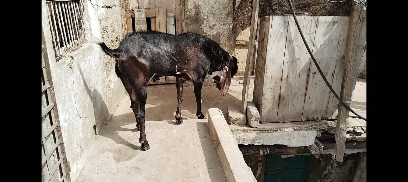 Bakra 2