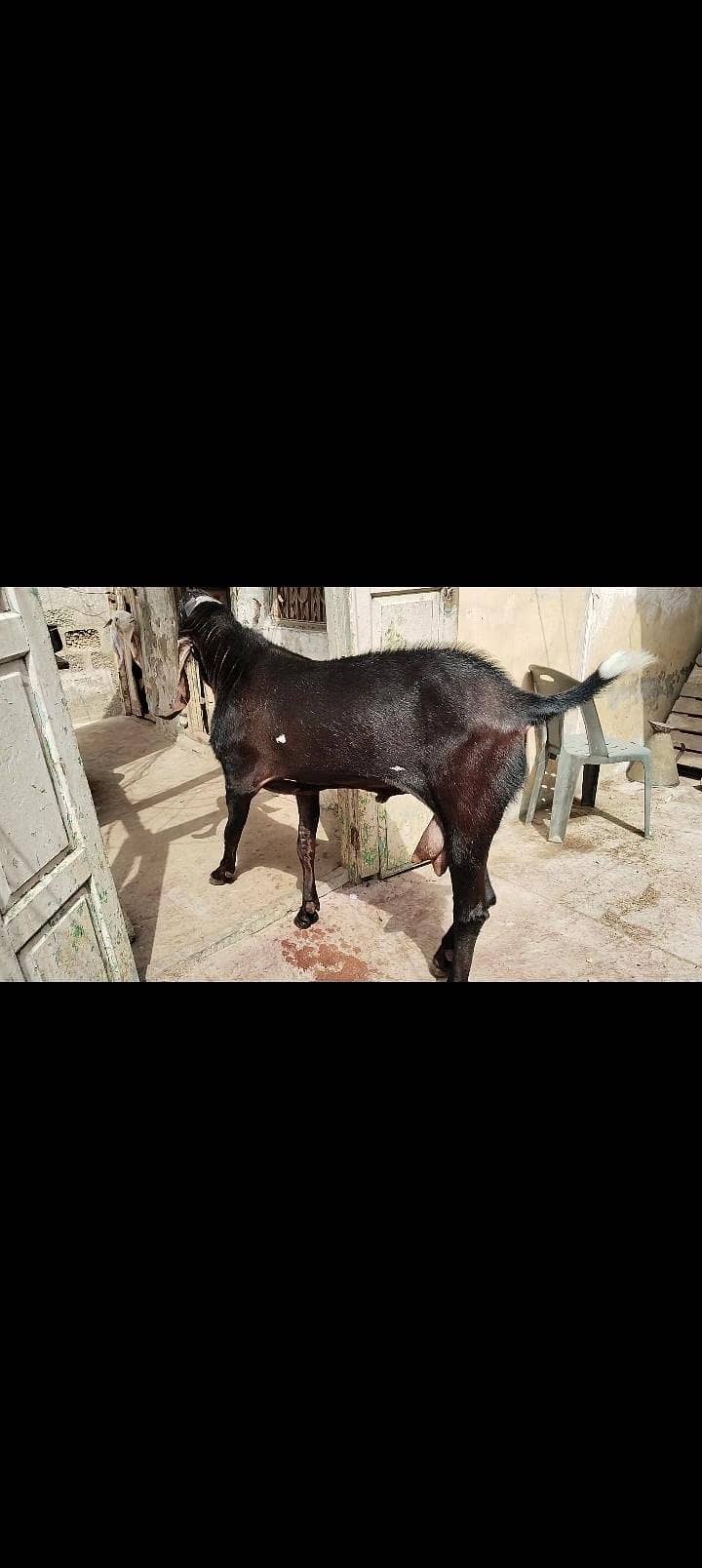 Bakra 3