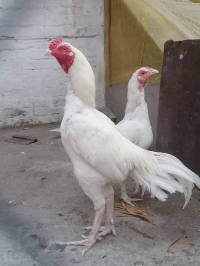 Heera murga