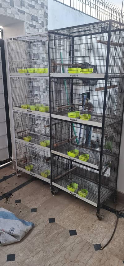 Bird Cage
