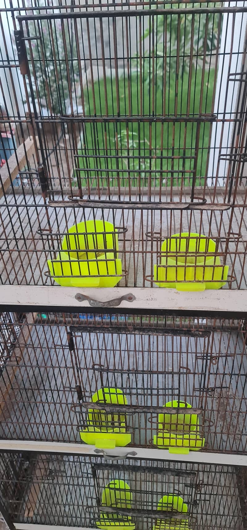 Bird Cage 2