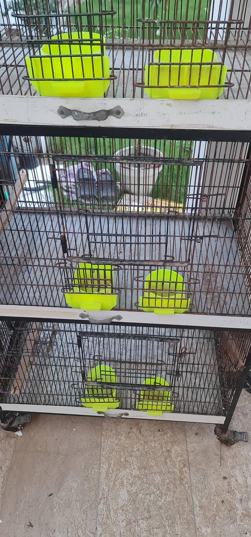 Bird Cage 3