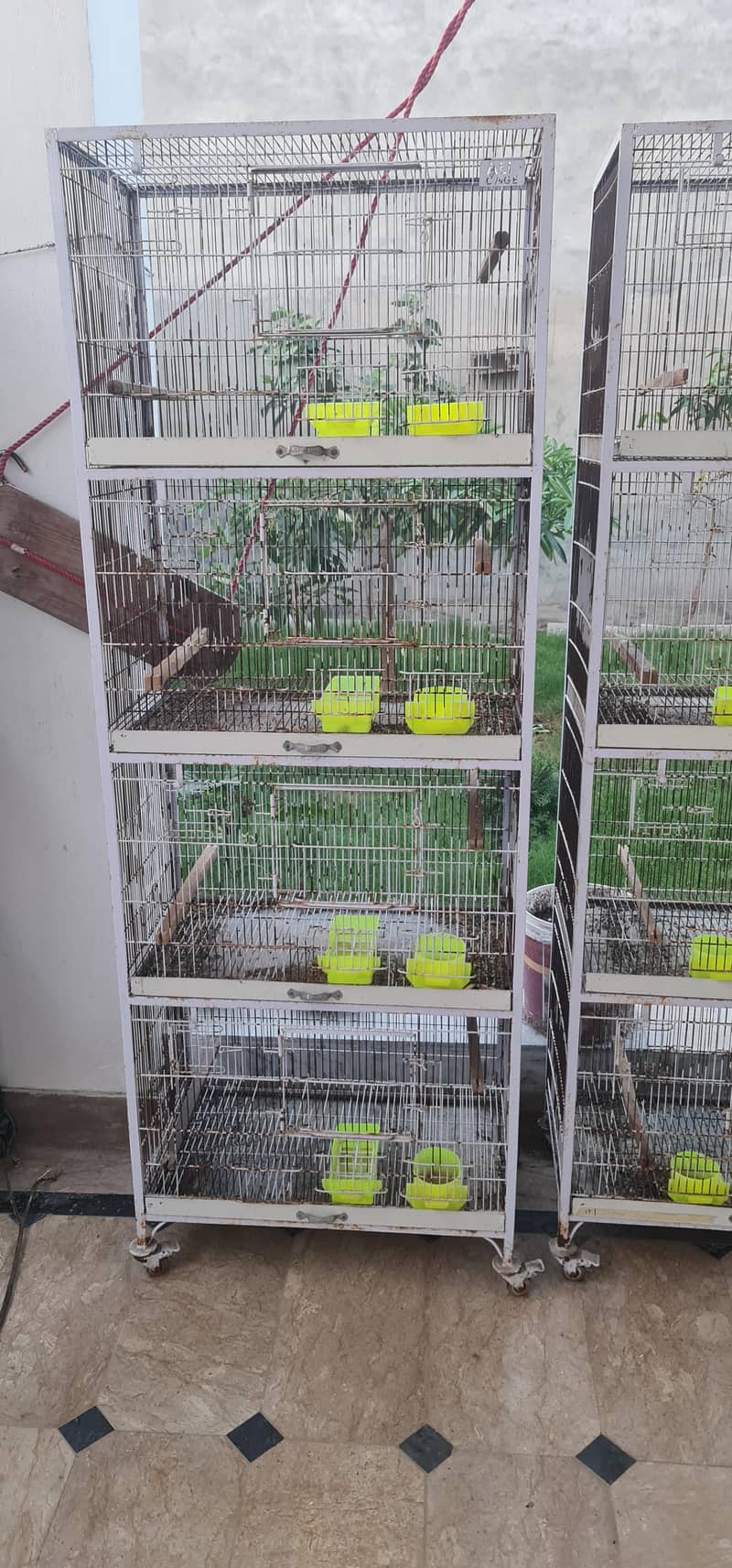 Bird Cage 4