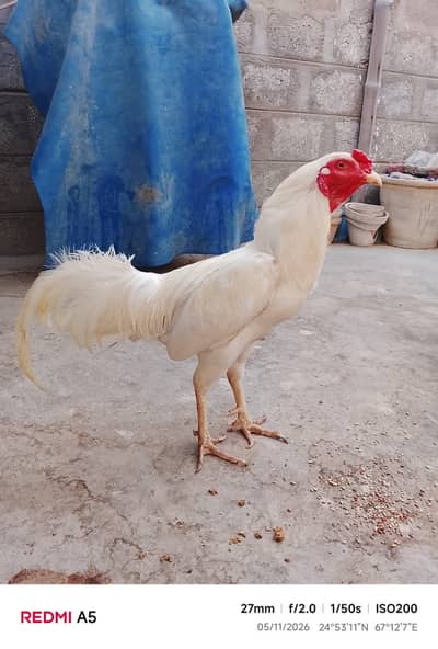 Aseel heera chicks available