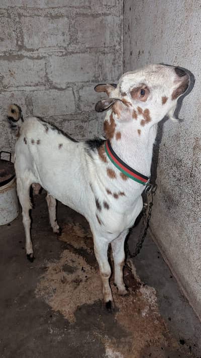 2 dant bakra ghr ka pala hoa