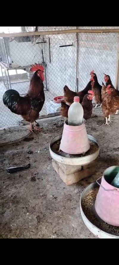 rir 1 manth chic foresale pure comerssall breed