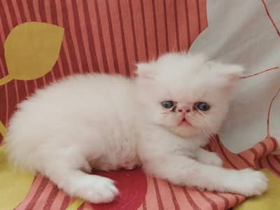 piki face cat for sale female healthy and active no 03316201707