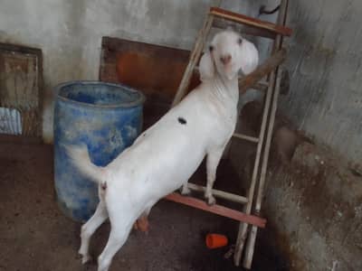 2 bakri i for qurbani