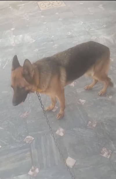 German shepherd for sale