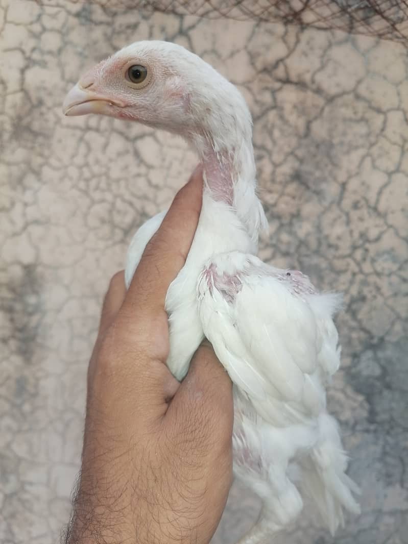 Heera chicks 2000 final 1