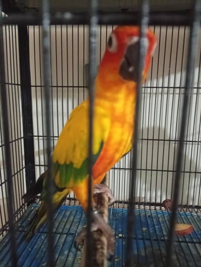 Sun Conure Breeder Pairs Available – Healthy & Well-Maintained Birds