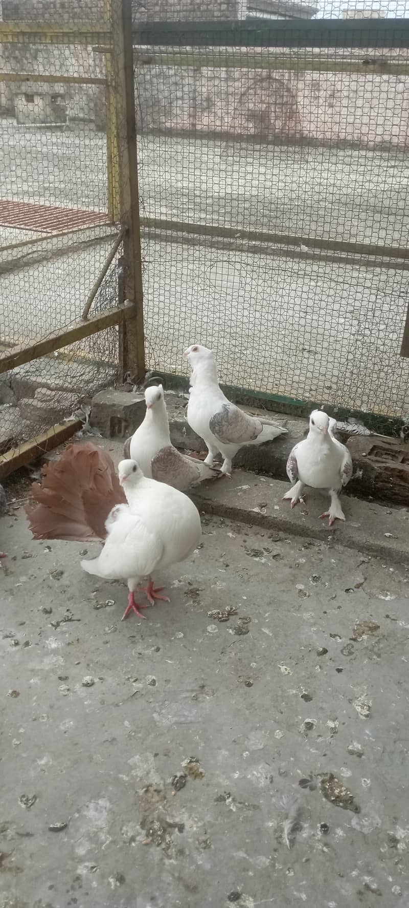 sentient breader pair 4
