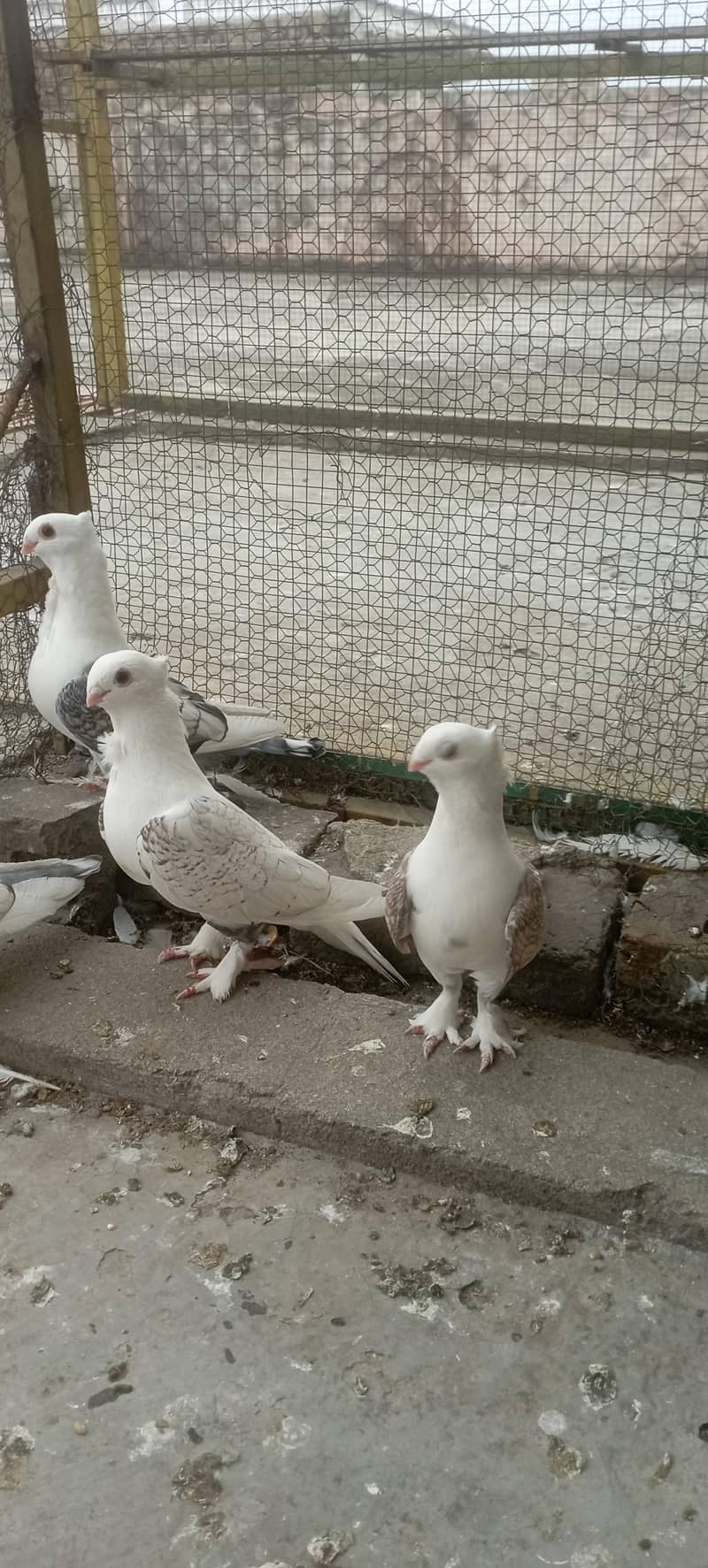 sentient breader pair 5