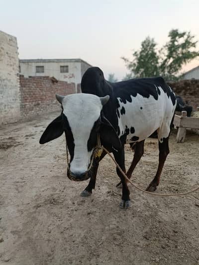 sahiwal Bull for Sale | Qurbani 2026 | desi Bachra | Wacha |Bachry