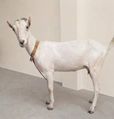 Teddy Barbari pointed Bakri