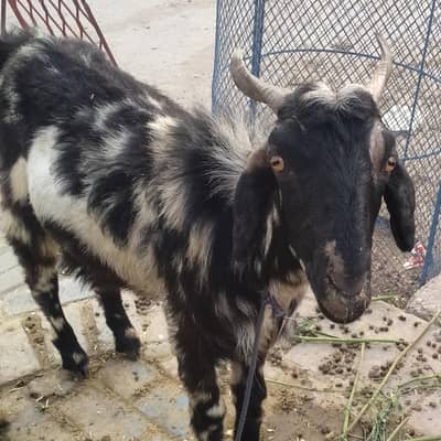 Bakra for qurbani