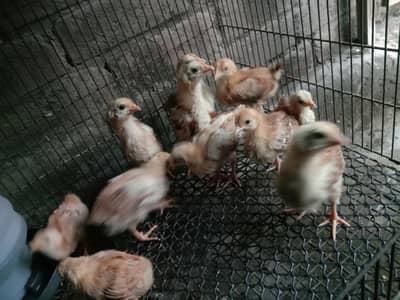 Lohman brown chicks for sale