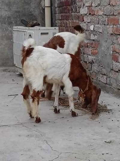 Bakra or Bakri