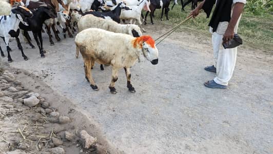 Sheep