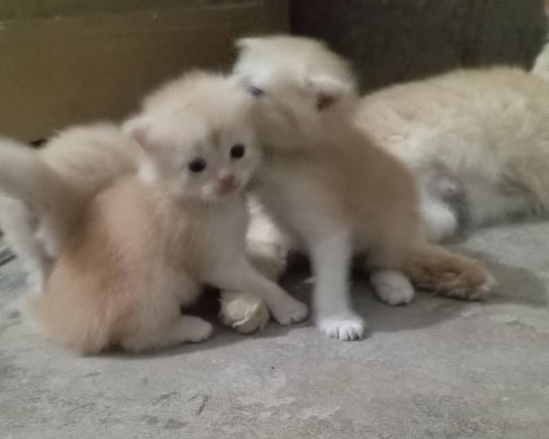 persion kittens 1
