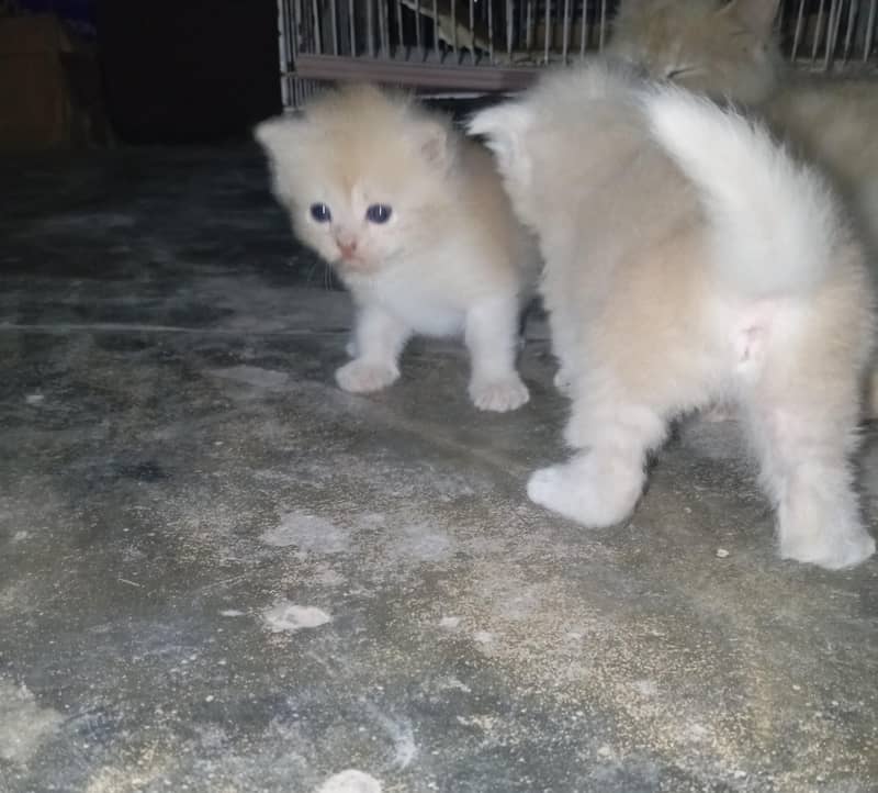 persion kittens 2