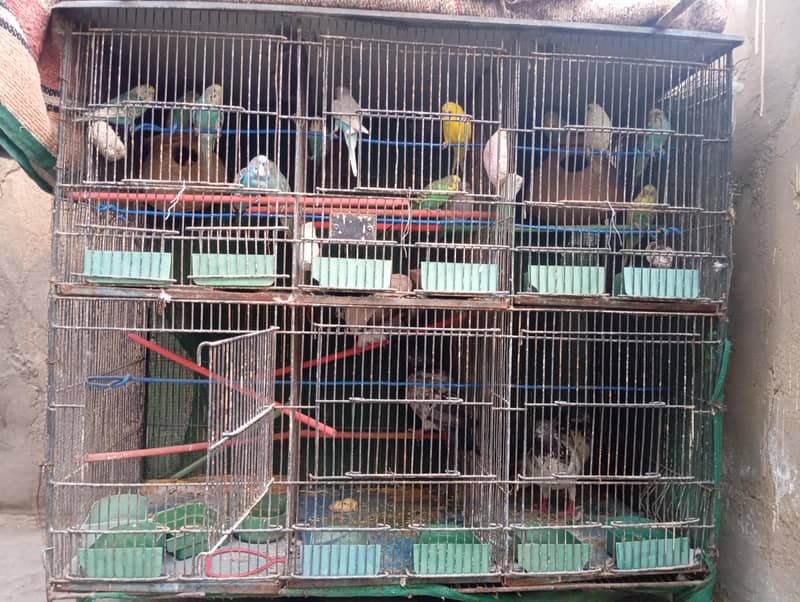 pinjara 1