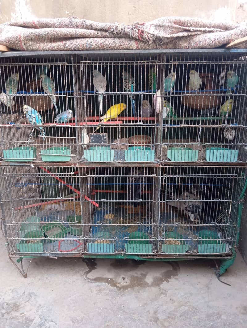 pinjara 3