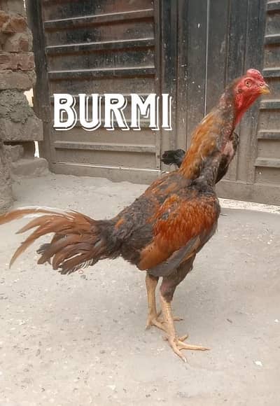 Thai breed pair breeder