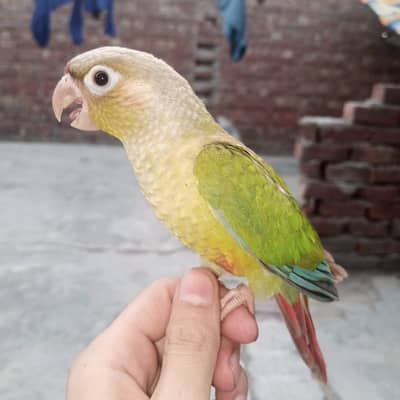 hand tame pineapple conure friendly tame