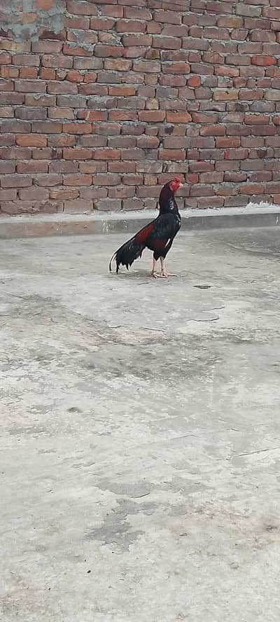 Aseel Lakha Rawalpindi