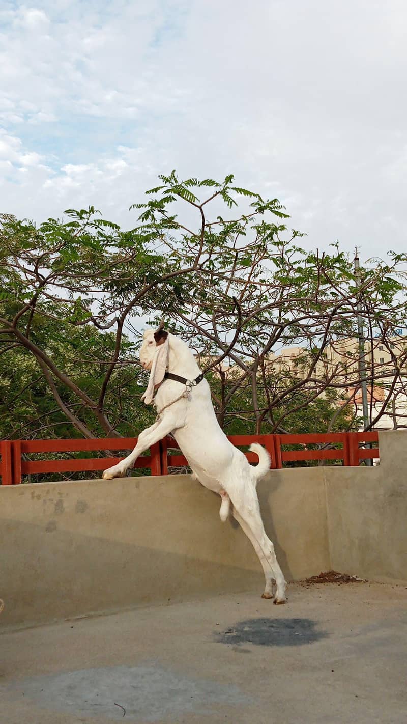 gulabi bakra 1