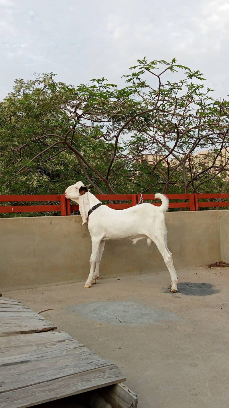gulabi bakra 2