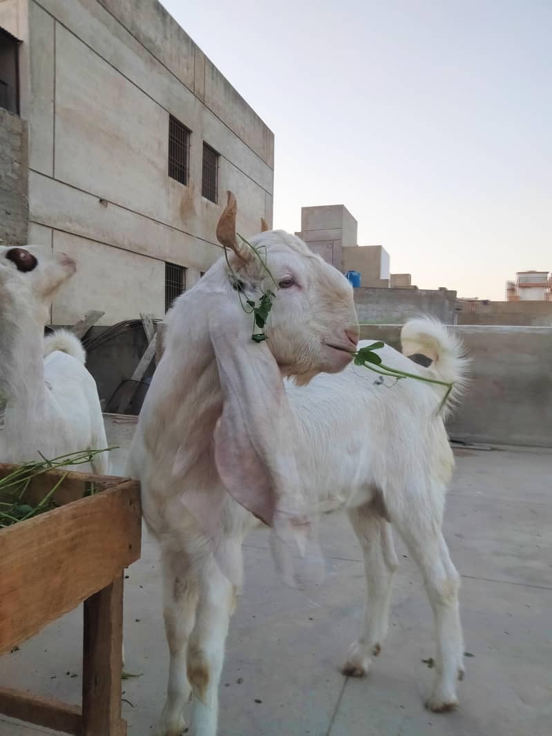 gulabi bakra 3