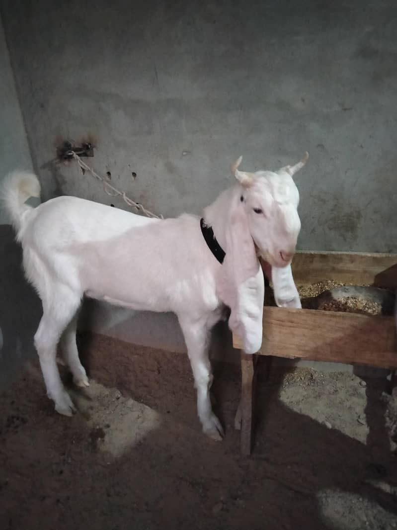 gulabi bakra 4