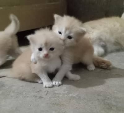 persion kittens