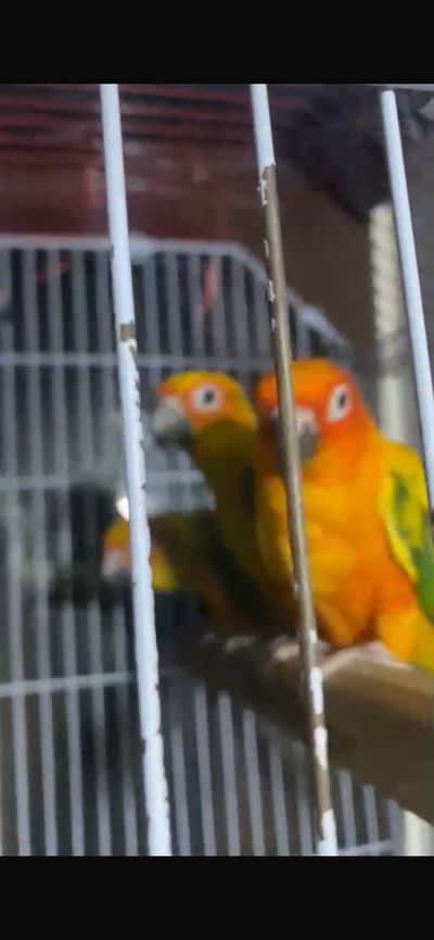 Sunconure chicks self feed