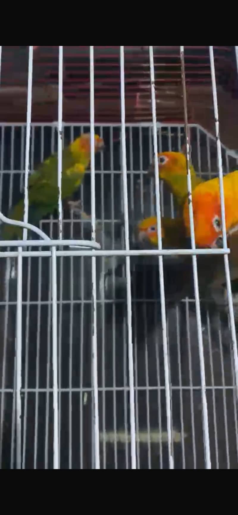 Sunconure chicks self feed 1