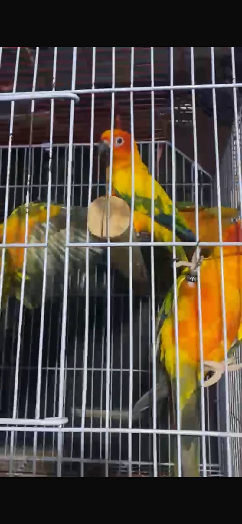 Sunconure chicks self feed 2
